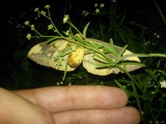 Citheronia guayaquila