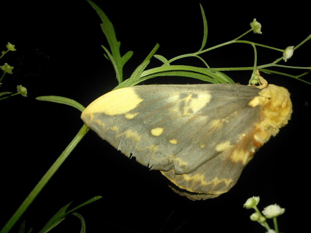 Citheronia guayaquila