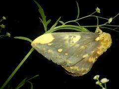 Citheronia guayaquila