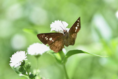 Seseria formosana