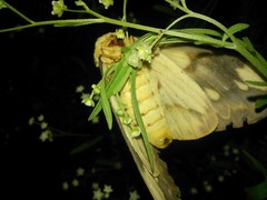 Citheronia guayaquila