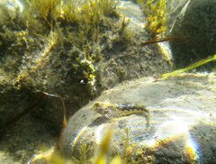 Lepidoblennius marmoratus