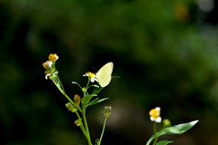 Eurema blanda arsakia