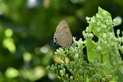 Rapala varuna formosana