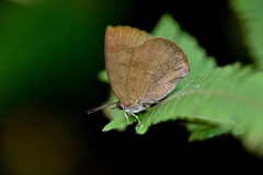 Arhopala japonica