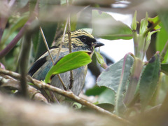 Tangara labradorides