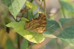 Polygonia c-aureum lunulata