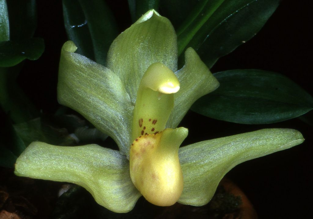Stenia jarae