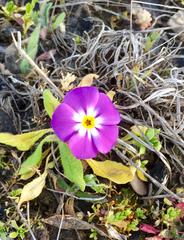 Phlox roemeriana