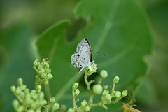 Megisba malaya sikkima