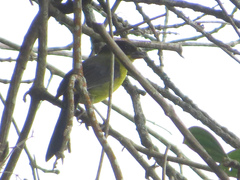 Atlapetes fuscoolivaceus