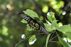 Troides aeacus formosanus
