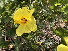 Hibiscus brackenridgei