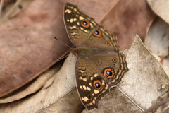 Junonia lemonias aenaria