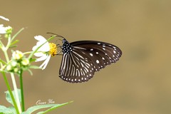 Euploea mulciber barsine