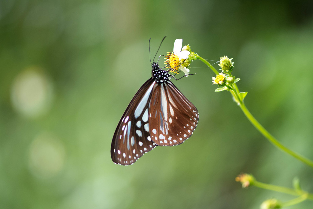 Parantica swinhoei