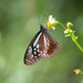 Parantica swinhoei - Photo (c) 尹若宇, μερικά δικαιώματα διατηρούνται (CC BY-NC), uploaded by 尹若宇