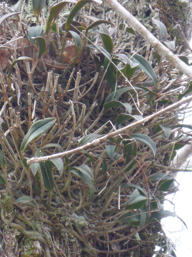 Epidendrum conopseum, photograph 6