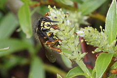 Dolichovespula norwegica