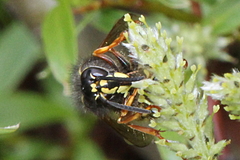 Dolichovespula norwegica
