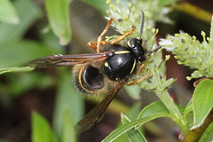 Dolichovespula norwegica