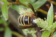Dolichovespula norwegica