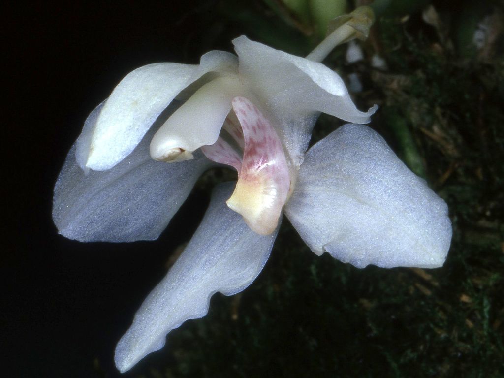 Stenia pastorellii