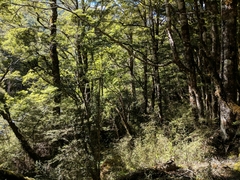 Petroica macrocephala