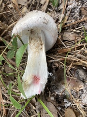 Amanita mutabilis image
