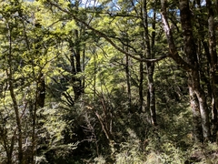 Petroica macrocephala