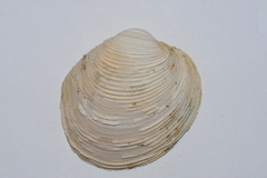 Periglypta listeri