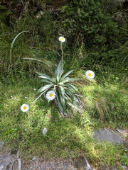 Celmisia semicordata