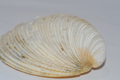 Periglypta listeri