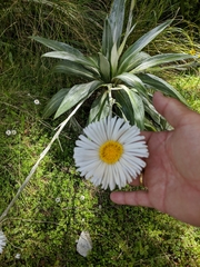 Celmisia semicordata