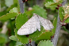 Eupithecia satyrata