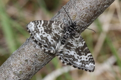 Rheumaptera hastata thulearia