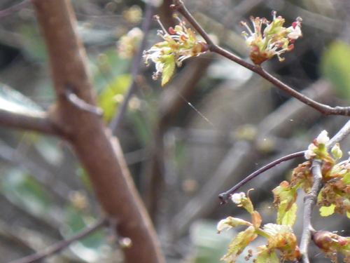 Planertree (Planera aquatica)