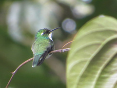 Schistes albogularis