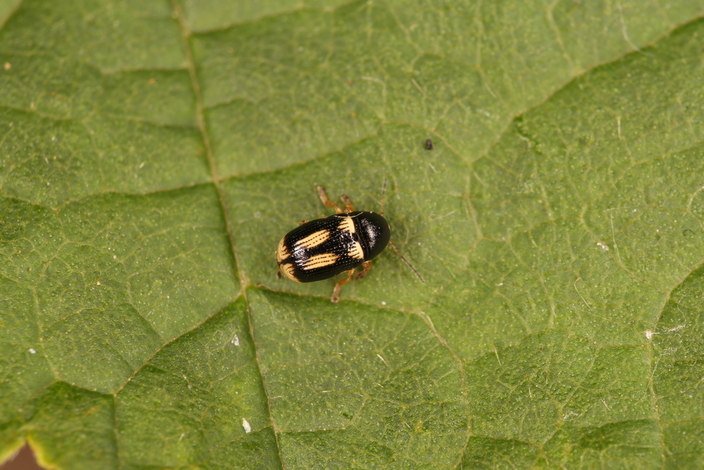 Cryptocephalus elegantulus