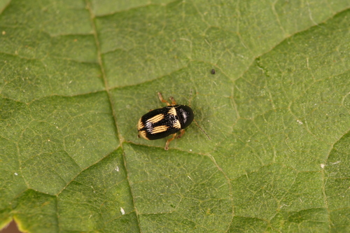 Cryptocephalus elegantulus