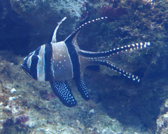 Pterapogon kauderni