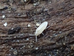 Pseudosinella rolfsi