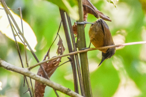 Rufous-breasted Wren (Pheugopedius rutilus), photo 5