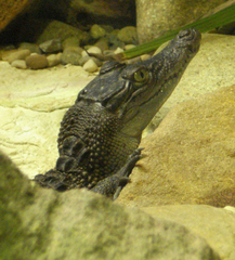Crocodylidae