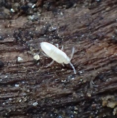 Pseudosinella rolfsi