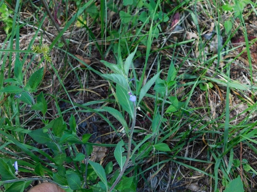 Hybanthus longipes (Hybanthus longipes)