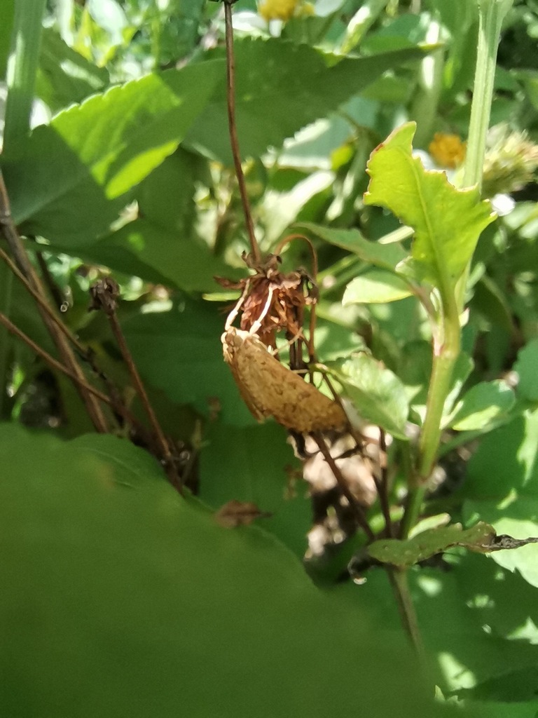 Bougainvillea Caterpillar Moth