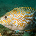Rabbitfishes - Photo (c) Kristin Anderson, some rights reserved (CC BY-NC), uploaded by Kristin Anderson