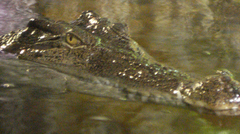 Crocodylidae