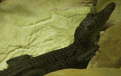 Crocodylidae